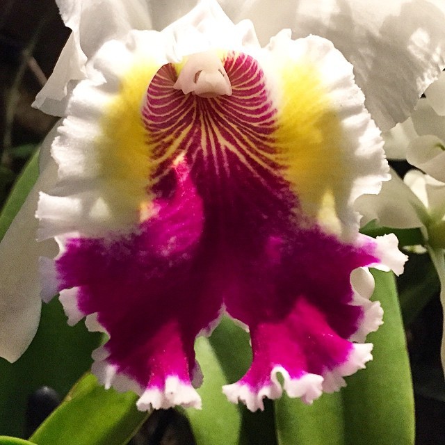 Color Therapy with @dianapnsantiago ⚡️💖⚡️#orchid #longwoodgardens #color #colortherapy #flower