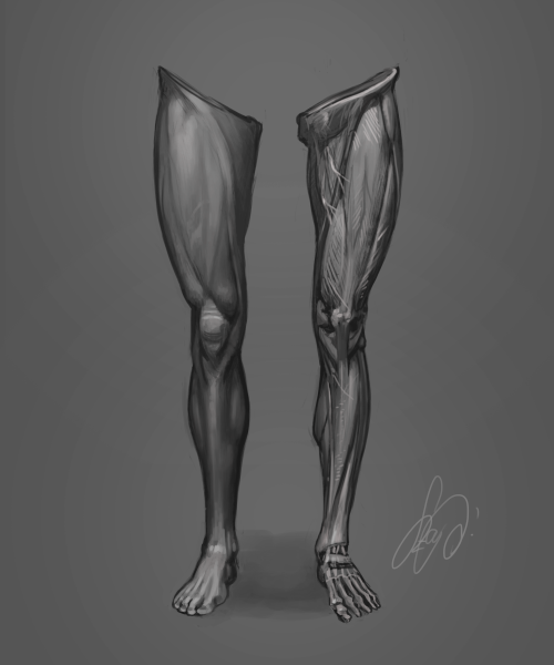 leg study