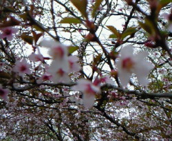 山桜　塔ノ岳－金冷シ　丹沢　神奈川Yamazakura.  Tanzawa, Kanagawa