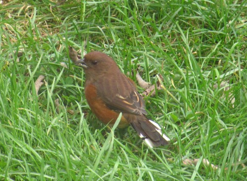 Female towhee, Pipilo erythrophthalmus, in the back garden just now. :-)I’d been hearing them in the