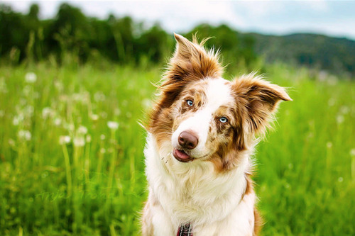 fyeahcanines:  (by jollyvicky) 