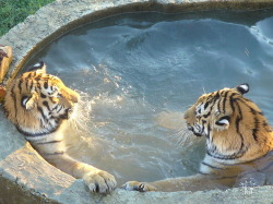 cloudfreed: keranos-god-of-storm-crows: two dudes, sittin in the hot tub, five feet apart cuz theyre not gay theyre definitely gay you can tell they want to hold hands but theyre not ready yet 