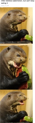 lolfactory:  I connect with this otter on