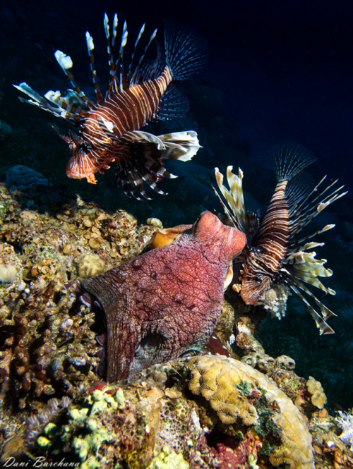 thelovelyseas: Octopus with 2 spectators by Dani Barchana