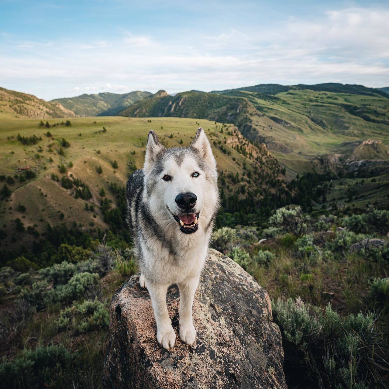 dadpat-tactual:  aww-so-pretty:  Meet Loki the wolfdog   Y’all just gonna breeze