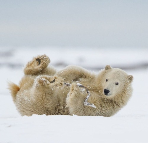 beautiful-wildlife:Wintery Fun by © Debbie Tubridy