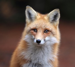 beautiful-wildlife:  Looking Forward by Megan Lorenz