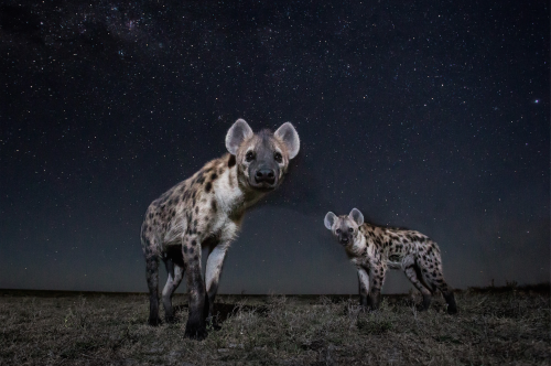 nubbsgalore:  under a starry serengeti night sky. photos by will burrard lucas, who employs both camera traps and a dslr camera mounted to a small remote controlled buggy to capture these photos.  