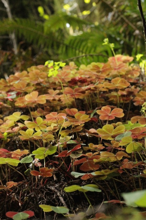 redwood sorrel!