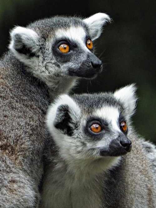 Lemurs