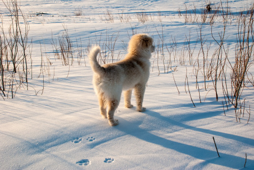 jeanpolfus:Butterball and his tracks. Tulit’a, Northwest Territories, Canada.