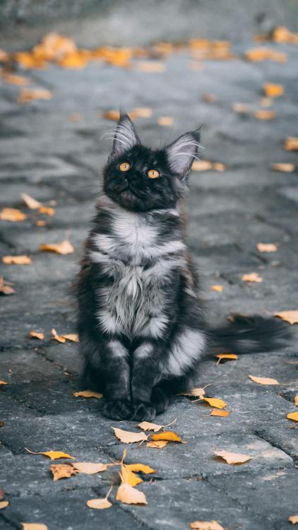 hitmewithcute:Autumn kitty