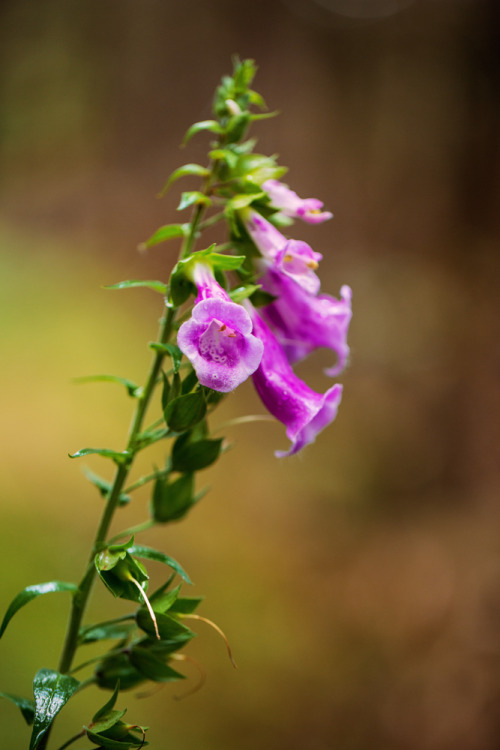 Foxglove Digitalis purpureaThe mottled markings on foxglove flowers were once thought to be the hand