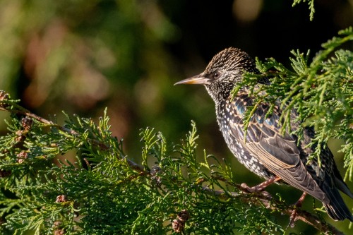 European Starling (sturnus Vulgaris) Looking Resplendent In The Sun. 