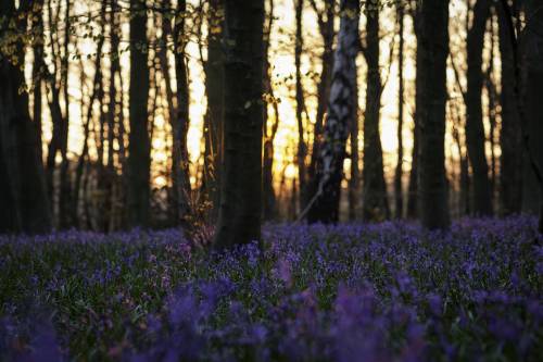 entertainmentnerdly: Bluebells at sunset, Nottinghamshire, England. [OC] [4861x3241] via /r/EarthPor