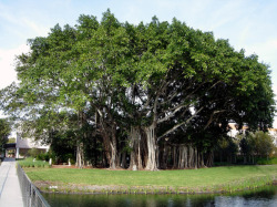 sixpenceee:  Banyan trees are a type of fig that actually start out growing on the trunks of other trees. The host trees eventually die from the Banyan taking over causing them to rot away and giving the tree its unique “hollowed-out” look that its