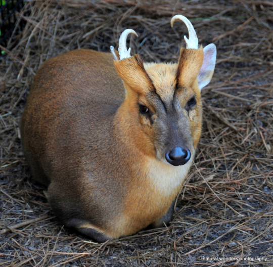 underappreciated deer species
