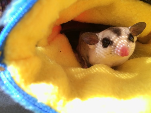 finallyjenna:  suggiesmama:  MoMo got neutered this morning. he is doing so well and I’m so happy for him. I’m glad we got him in earlier than we originally planned, but even happier that he doesn’t seem to be in lots of pain or really freaked out.