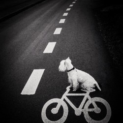 Buen dia mi gente&hellip;. Todo es posible si asi lo crees! #dog #bike #good #morning (en Asomante)