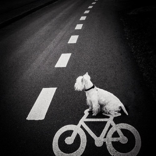 Buen dia mi gente…. Todo es posible si asi lo crees! #dog #bike #good #morning (en Asomante)