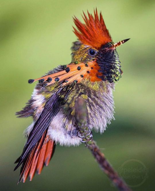 #tufted coquette on Tumblr
