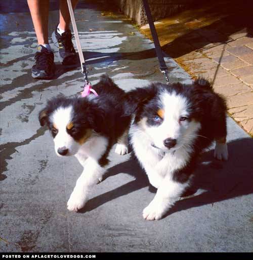 XXX aplacetolovedogs:  Two cuties, Piston & photo