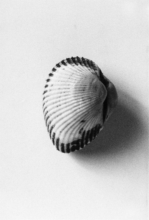 seashell