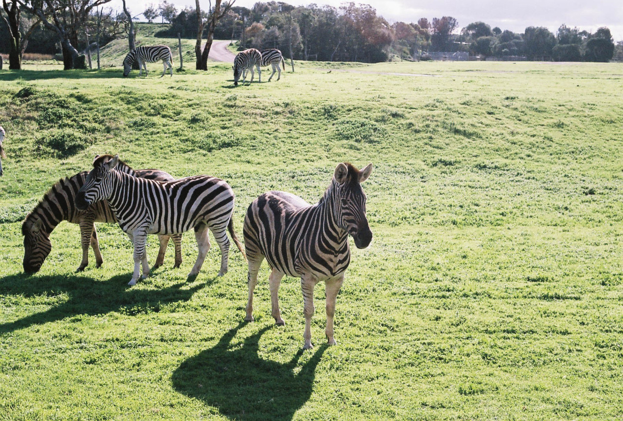 theanimalblog:  Zebra, Werribee Open Range Zoo Photo by Holly Pearson 