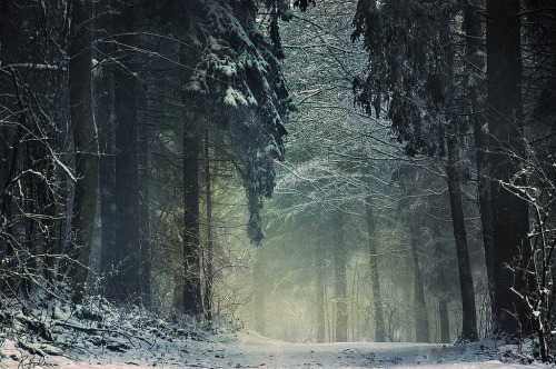 brutalgeneration:  Winterwald (by Robin Halioua) 