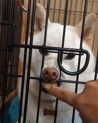 Porn Pics sizvideos:  Funny dog shows his teeth - Full
