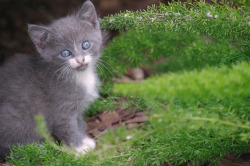 funnywildlife:   	Kitten. by LisaDiazPhotos    	Via Flickr: 	