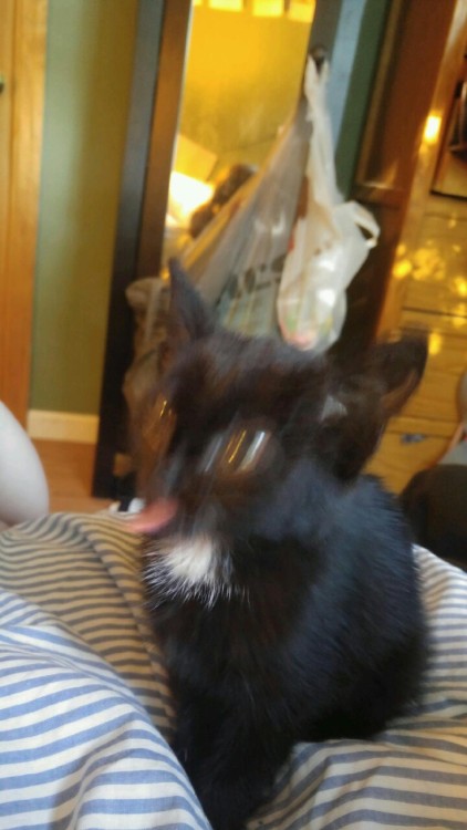 unflatteringcatselfies:This is my cat raisins. At night he zooms around and he likes to climb up my 