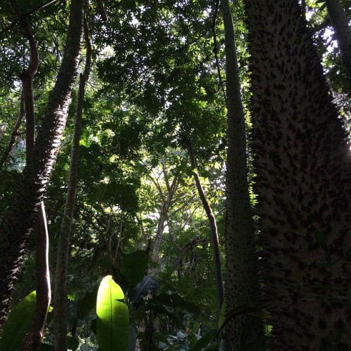 killarobot:  Big Leaves & spiked trees! #SierraMadre #Jungle #PuertoVallarta #Mexico #FreshDesce
