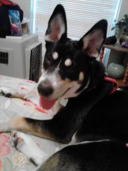 hashtagnerdswagger:  Hello, bloggers! This is Maggie, a 7 month old Husky/Lab. I am no longer able to properly take care of her and need to find her a new home! She has had all of her shots, has been neutered, and has completed an intermediate training