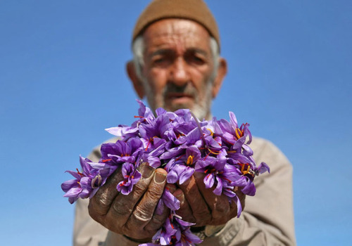 shakhabata:Harvesting red gold (Saffron )Photos: Fatemeh Abedi / Mehr News Agency               Moha