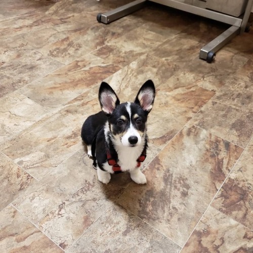 dailywaffles:
“ Beans got the last of her puppy booster vaccines today. Folks at the vet gush over her, of course. She’s too cute for her own good.
#BeansTheCorgi #corgisofinstagram #cabincorgis #corgi #puppy #ruffpost...