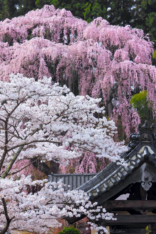 thekimonogallery: ‘Sakura’ (cherry blossoms) at FukujuTemple, Miharu, Fukushima, Japan.  Photography