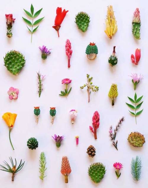 culturenlifestyle:  Visually Sublime Compositions That Celebrate Treasures Found in Nature Ja Soon Kim’s photography series explores beautifully arranged and structured wild flora and fauna that she collects during her lonely expeditions to the enticing