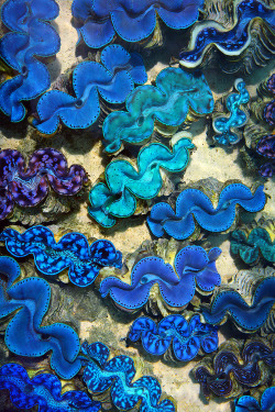 lessthanemily:  Maxima Clams  