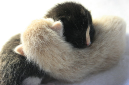 wolfquartz:  cassietotallyjust:  WE NEED YOUR HELP!!! As some of you may already know, my roommate (wolfquartz) and I found a litter of 6 little feral kittens(they were about 3 days old) that were abandoned in the shed behind our house. As soon as we