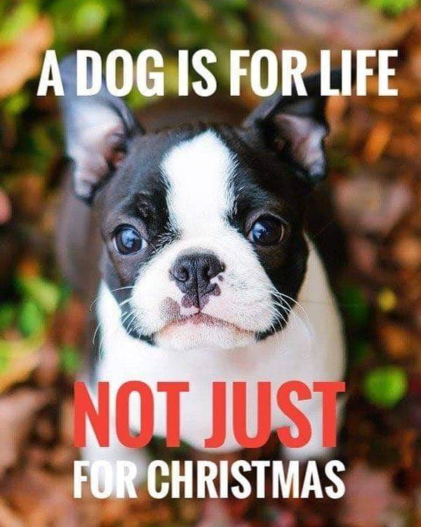 It's for LIFE!

#dogs #dogsmakeeverythingbetter #doglife #doginstagram #bostonterriers #christmas #gifts #