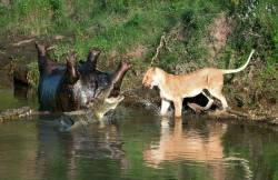 thepredatorblog:  A lioness fights with crocodiles over a hippo carcass in the Masai Mara in Kenya. Photos by Richard Chew 