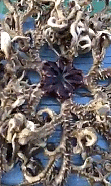 scientificphilosopher:This Lovecraftian monstrosity may look like an amalgam of dying octopuses, but