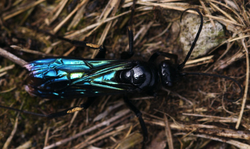 A large, glossy spider-hunter wasp from near Lake Taupo, NZ.