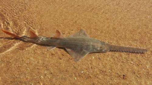 Sawfish were once very common in their range, but are now amongst the most threatened marine fish.&n