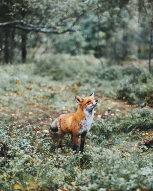 autumnalstars: Alex Mazurov
