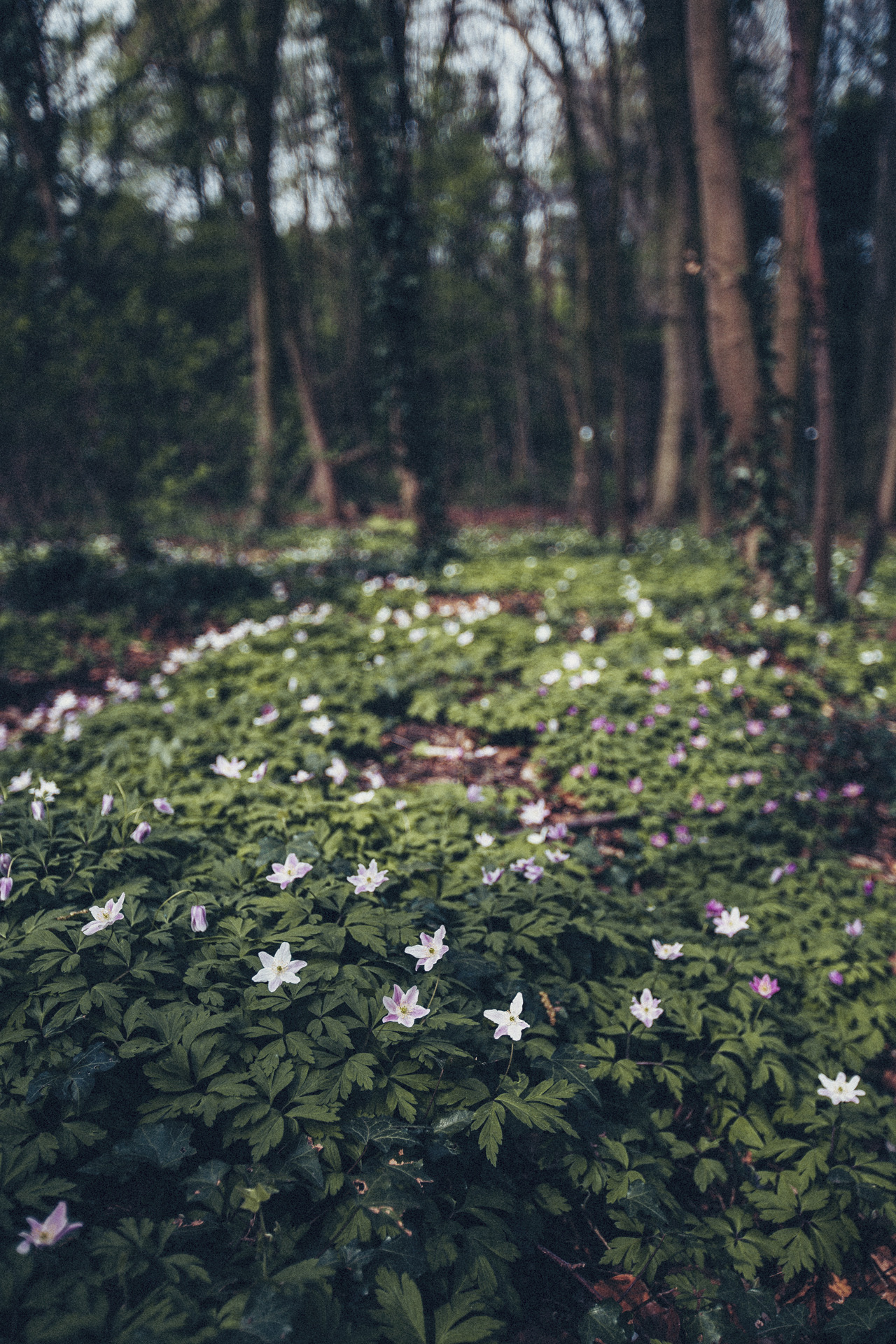 createre:  natural