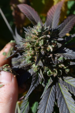 incredible-kush:   The oh so colorful Blackberry Kush (Dj shorts Blueberry X Afgani)    