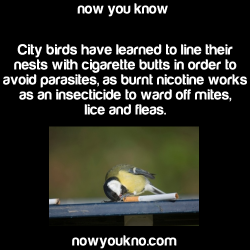 nowyoukno:  Source for more facts follow NowYouKno