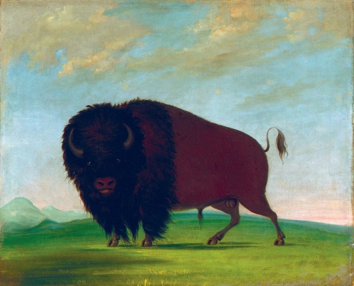 magictransistor - George Catlin, Buffalo Bull grazing on the...